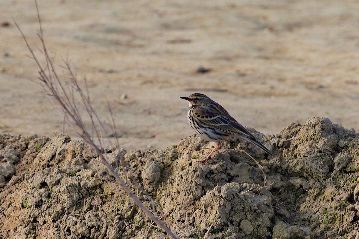 Rosy Pipit - Yogish Holla