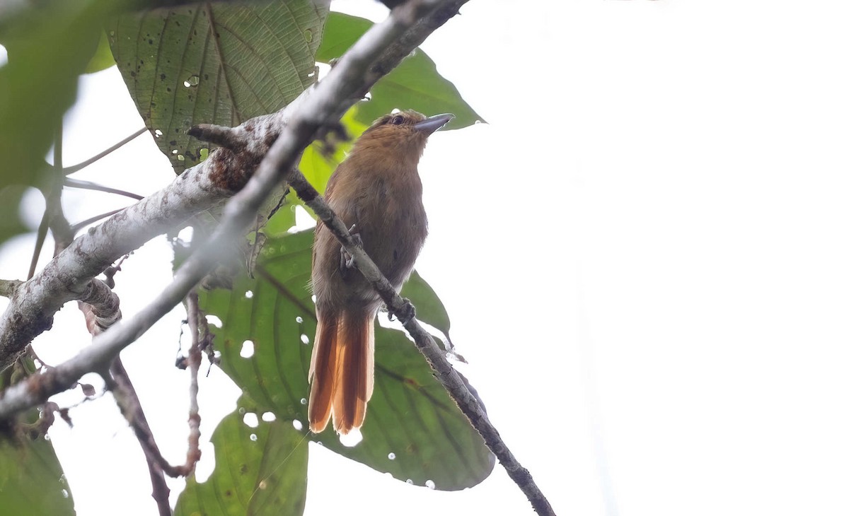 Rufescent Antshrike - ML611896600