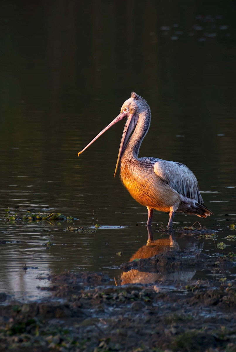 Spot-billed Pelican - ML611896654