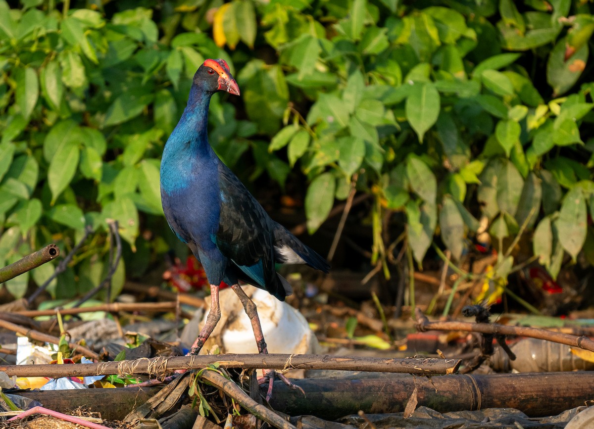 Black-backed Swamphen - Forest Botial-Jarvis