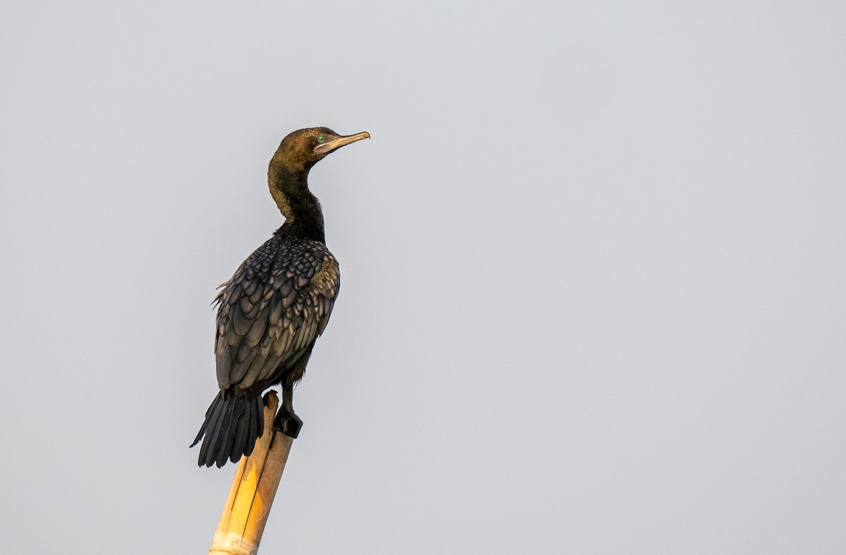 Little Black Cormorant - ML611896703