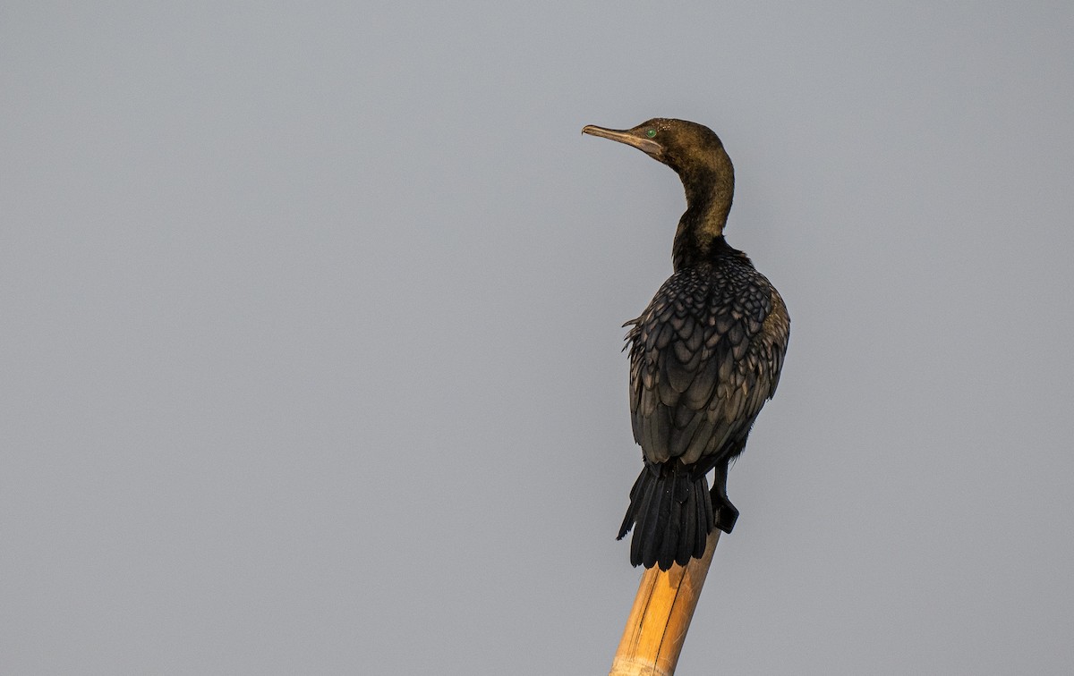 Little Black Cormorant - ML611896704