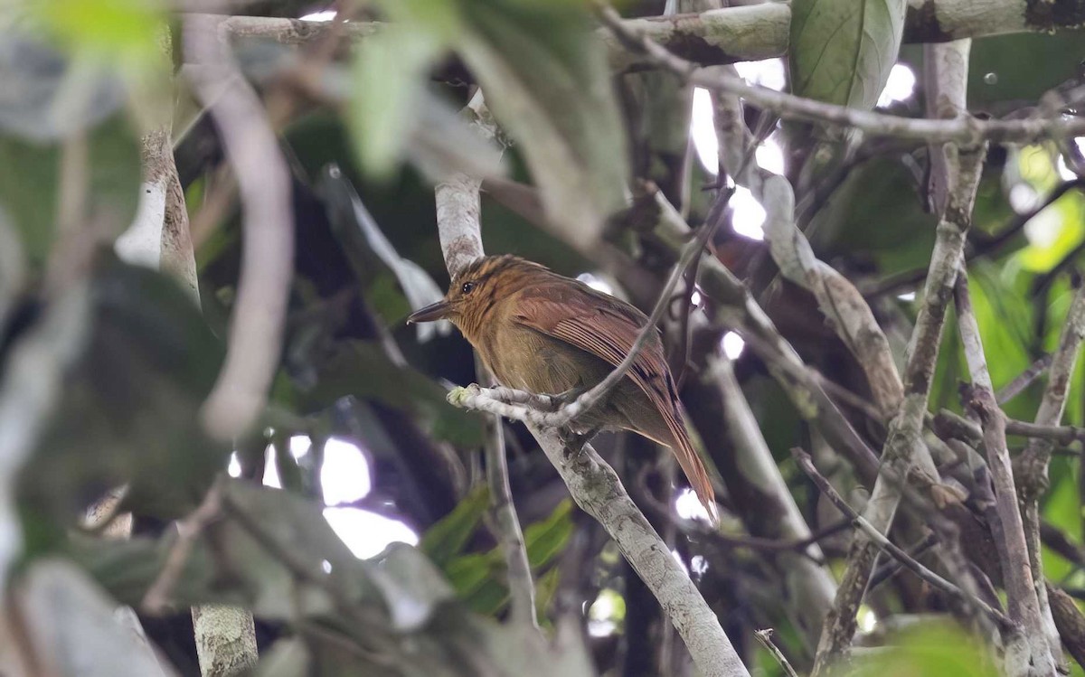 Rufescent Antshrike - ML611896748