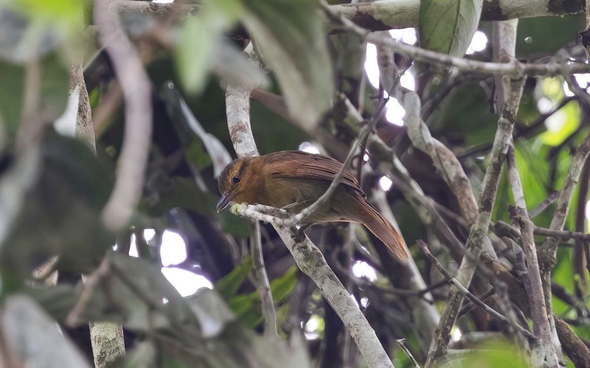 Rufescent Antshrike - ML611896749