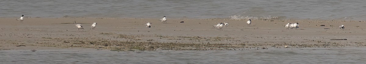 Great Crested Tern - ML611896860