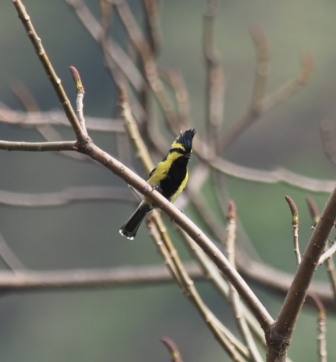 Himalayan Black-lored Tit - ML611896875