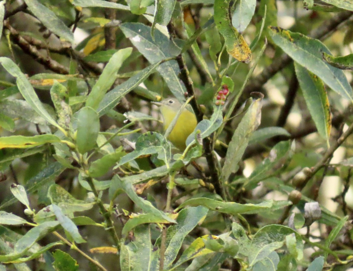 Nashville Warbler - ML611896887