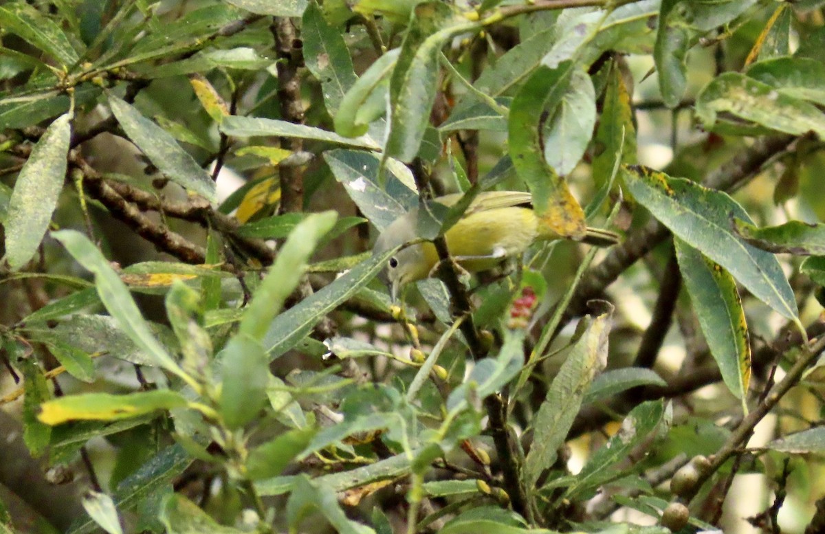 Nashville Warbler - ML611896889