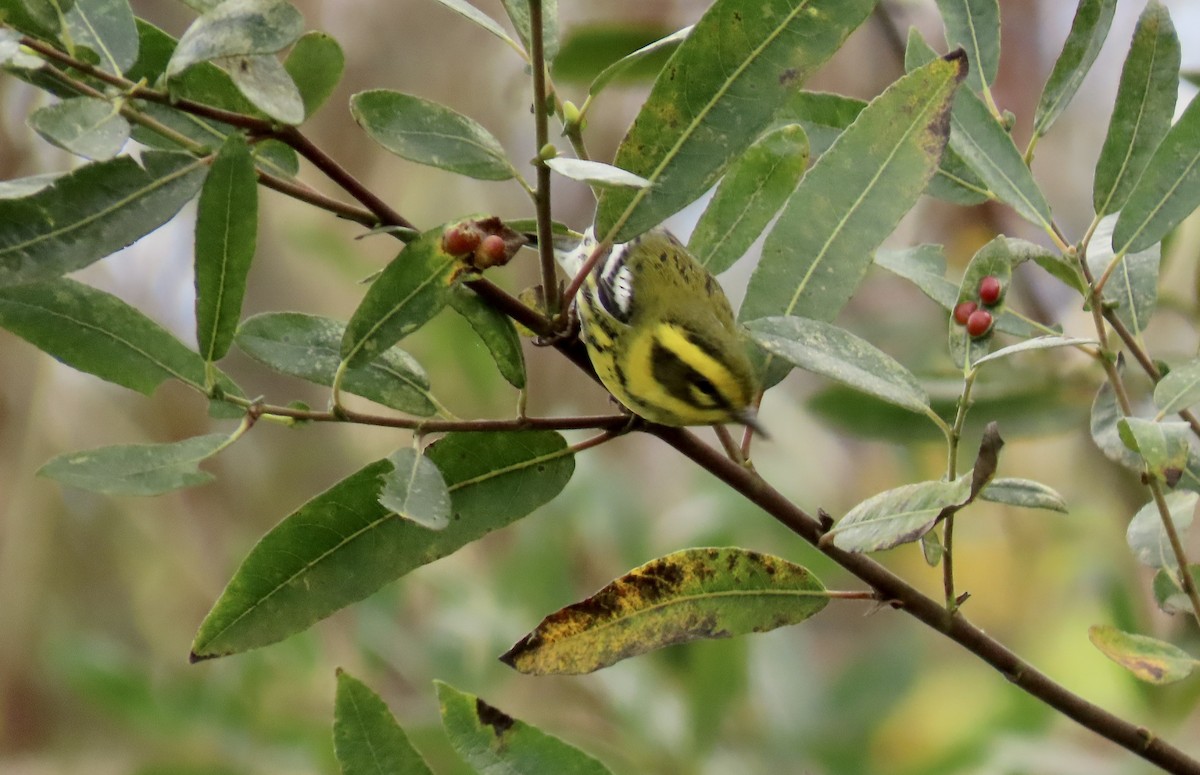 Townsend's Warbler - ML611896890