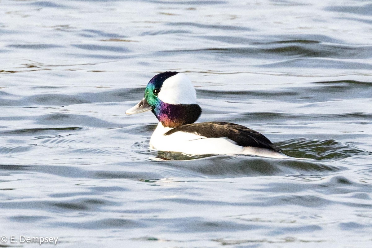 Bufflehead - Ethel Dempsey