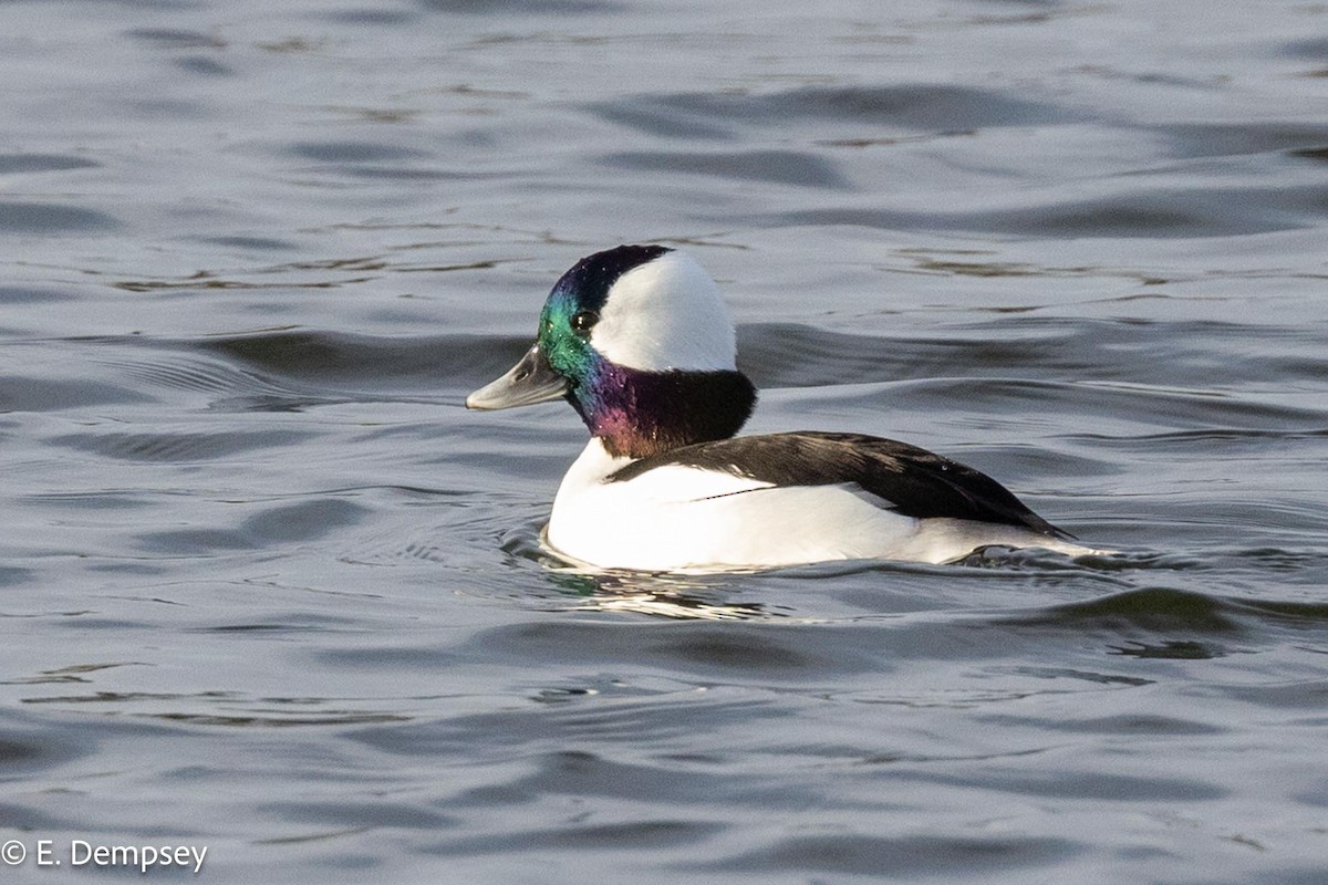 Bufflehead - Ethel Dempsey