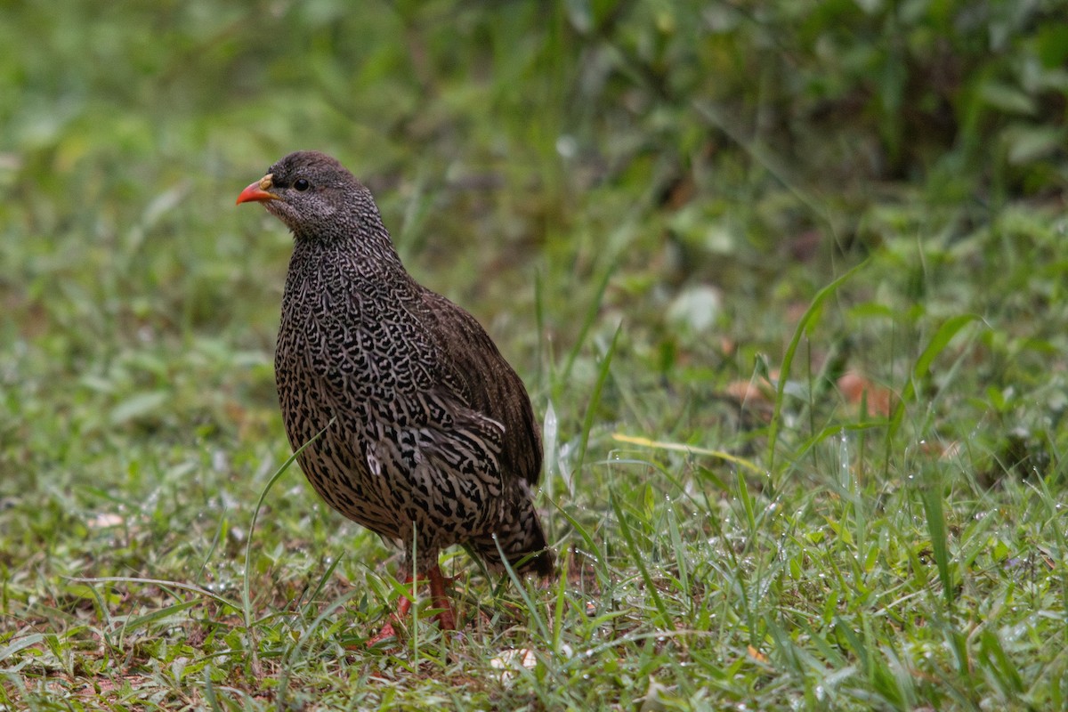 Natal Spurfowl - ML611896949