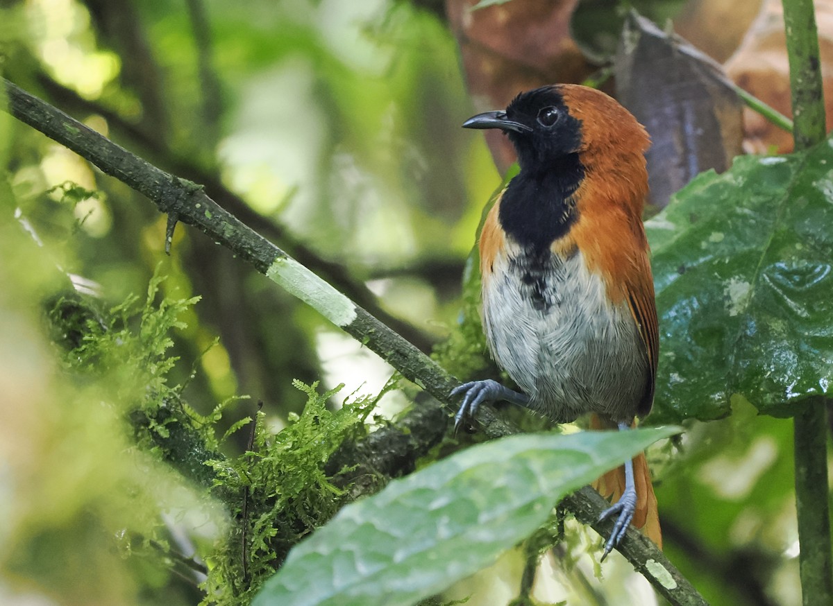 Black-faced Rufous-Warbler - ML611896962