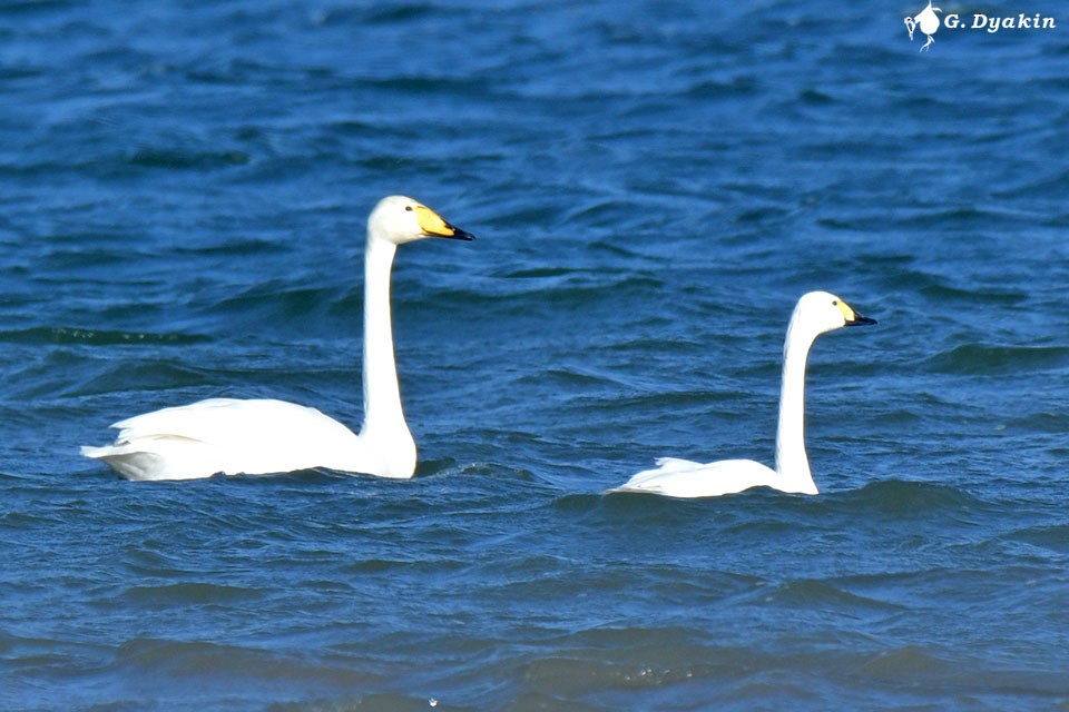 Tundra Swan (Bewick's) - ML611896976