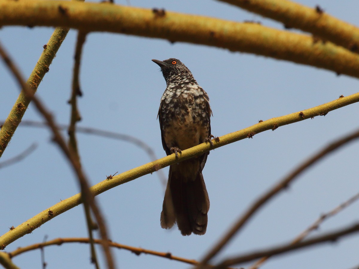 Hinde's Pied-Babbler - ML611896997