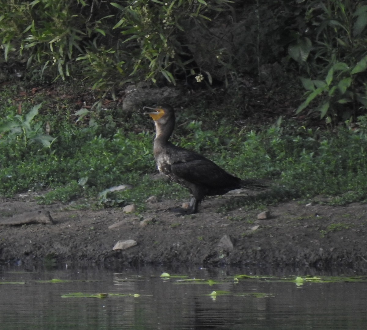 Great Cormorant - ML611897068