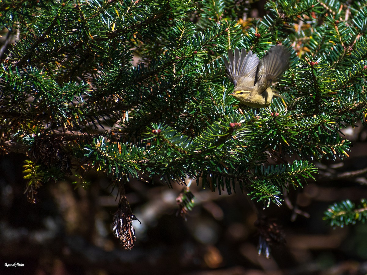 Tickell's Leaf Warbler (Tickell's) - Rounak Patra