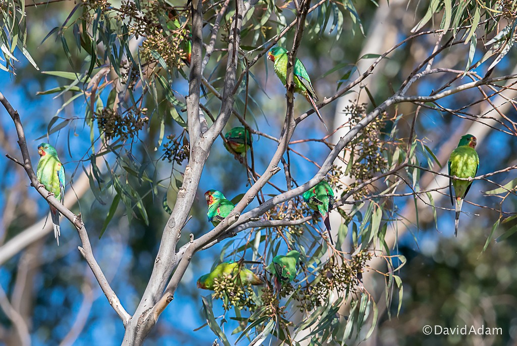 Swift Parrot - ML61189711