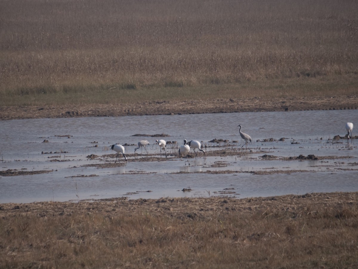 Red-crowned Crane - ML611897158