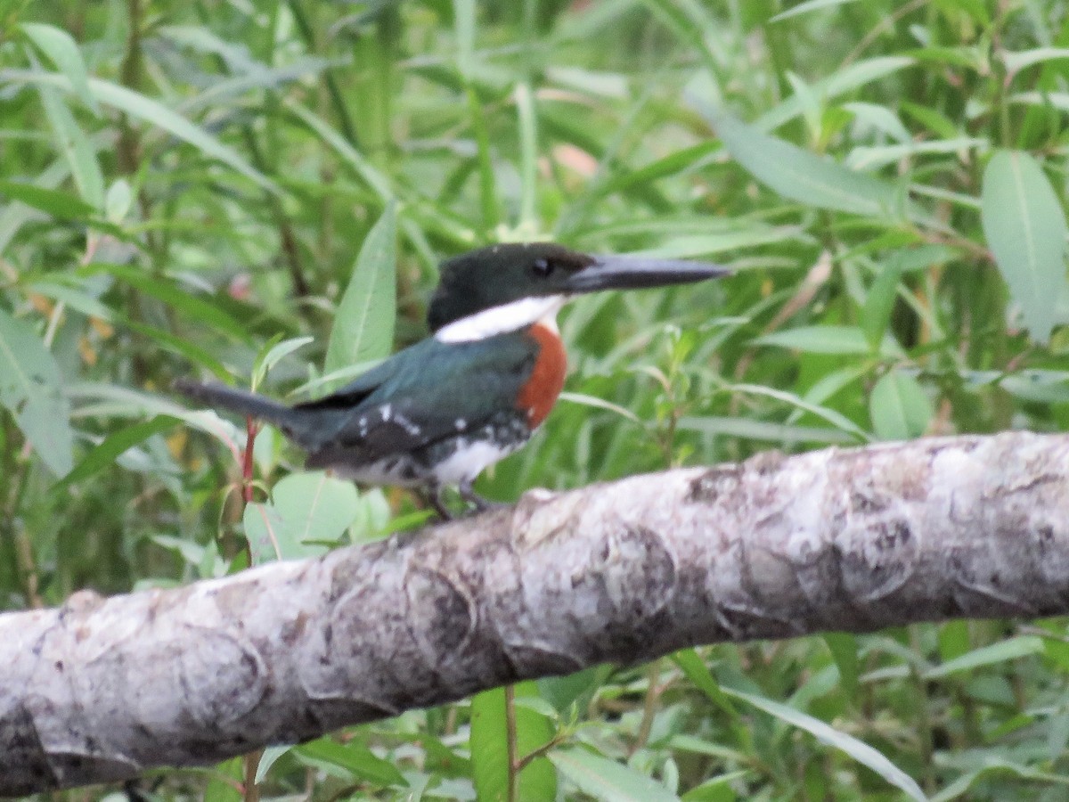 Green Kingfisher - ML611897191