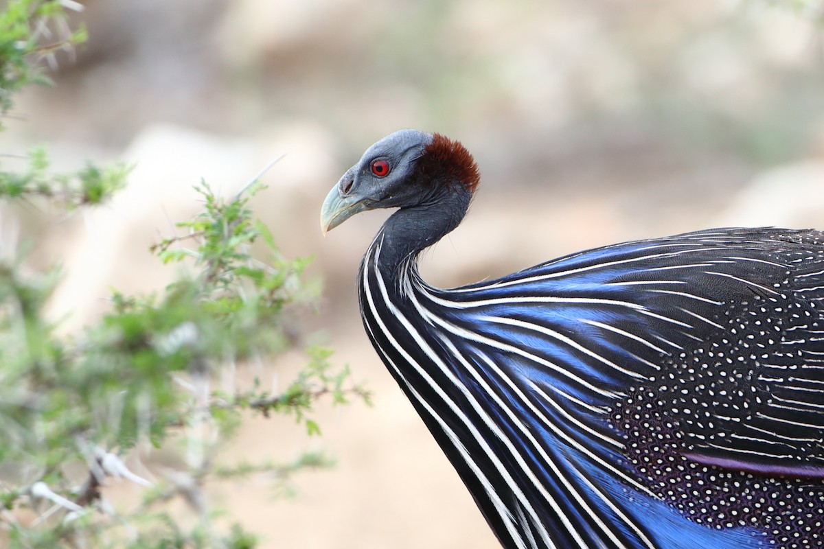 Vulturine Guineafowl - ML611897202