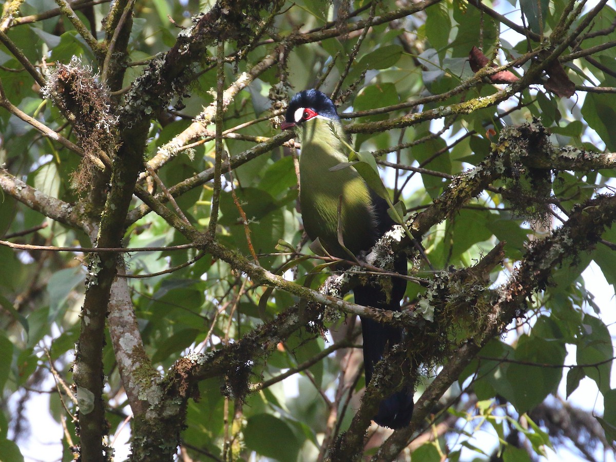 Hartlaub's Turaco - ML611897243