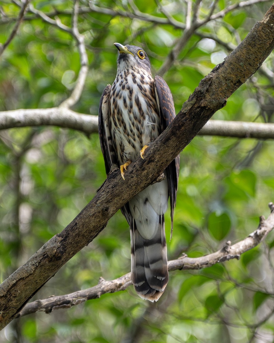 Hodgson's Hawk-Cuckoo - Yifei Zheng