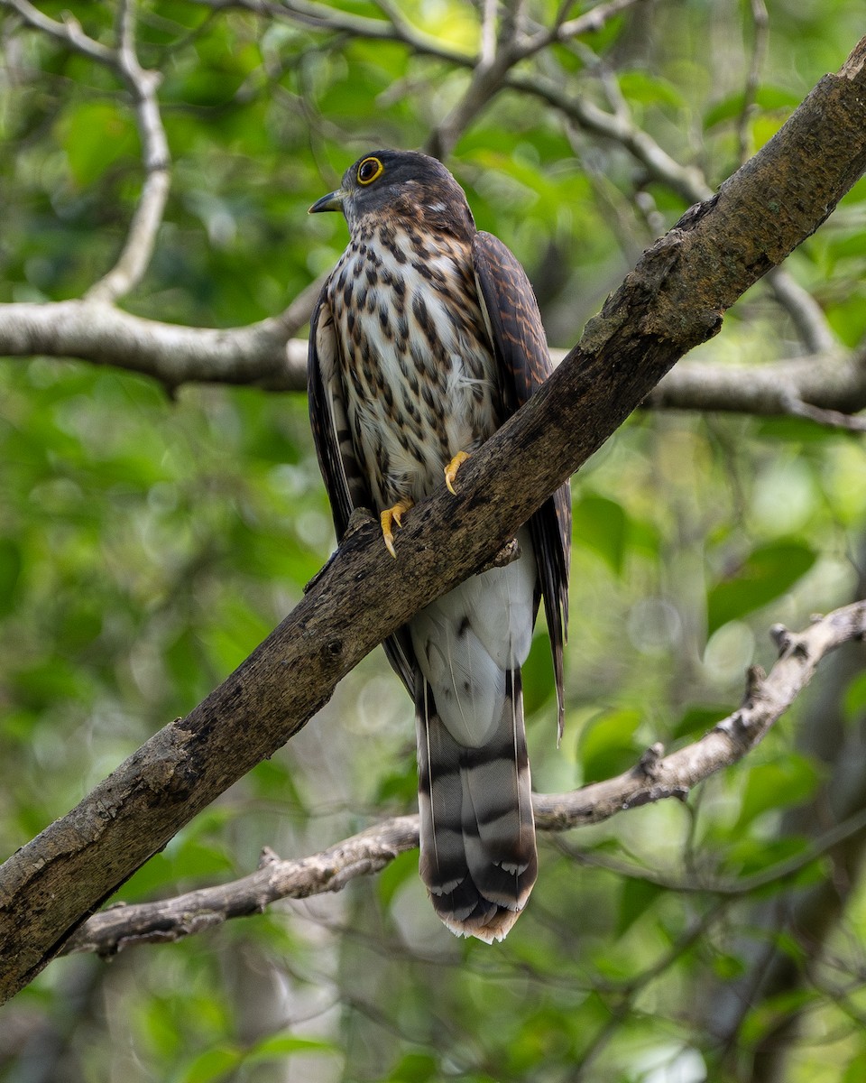 Hodgson's Hawk-Cuckoo - ML611897361