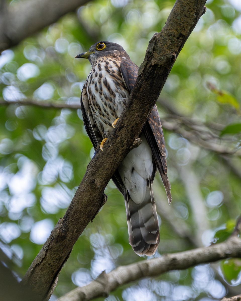 Hodgson's Hawk-Cuckoo - ML611897362