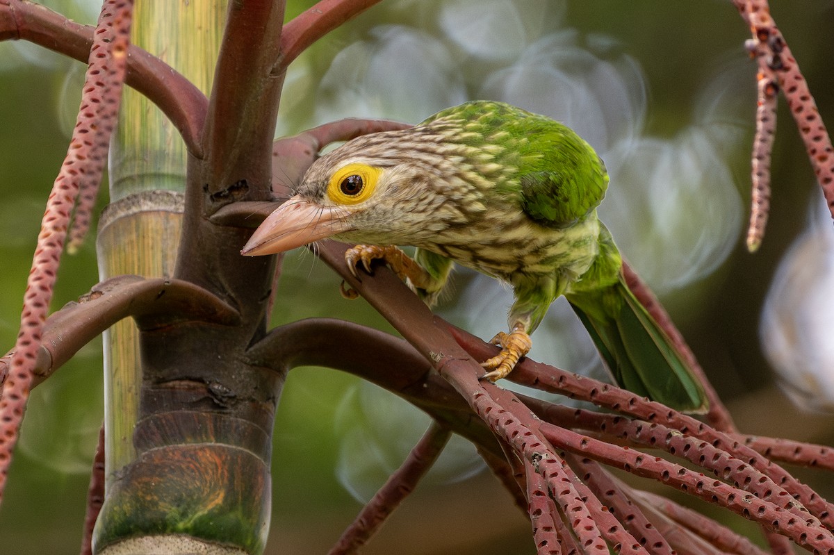 barbet čárkovaný - ML611897370