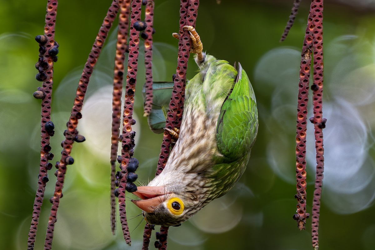 Lineated Barbet - Yifei Zheng