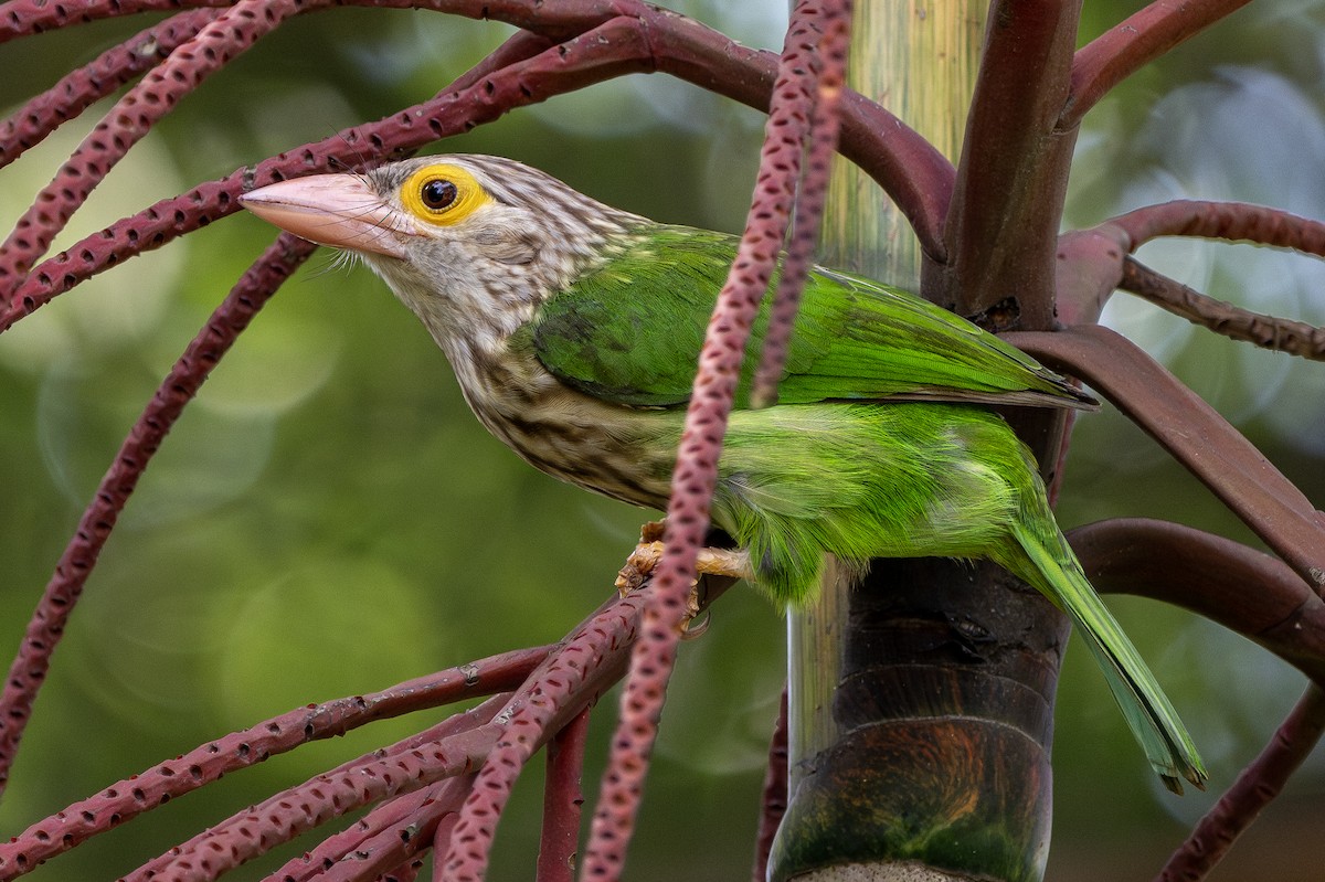 Lineated Barbet - ML611897373