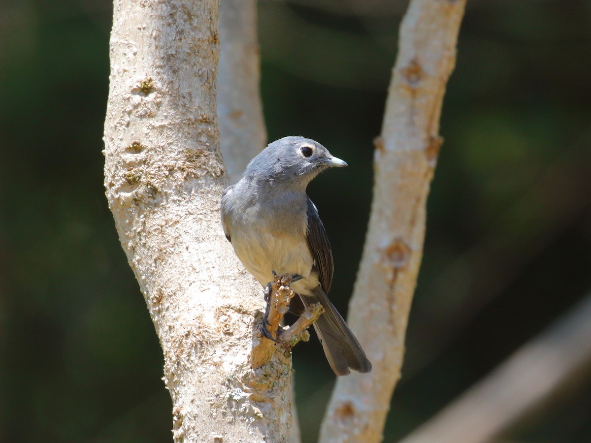 White-eyed Slaty-Flycatcher - ML611897380