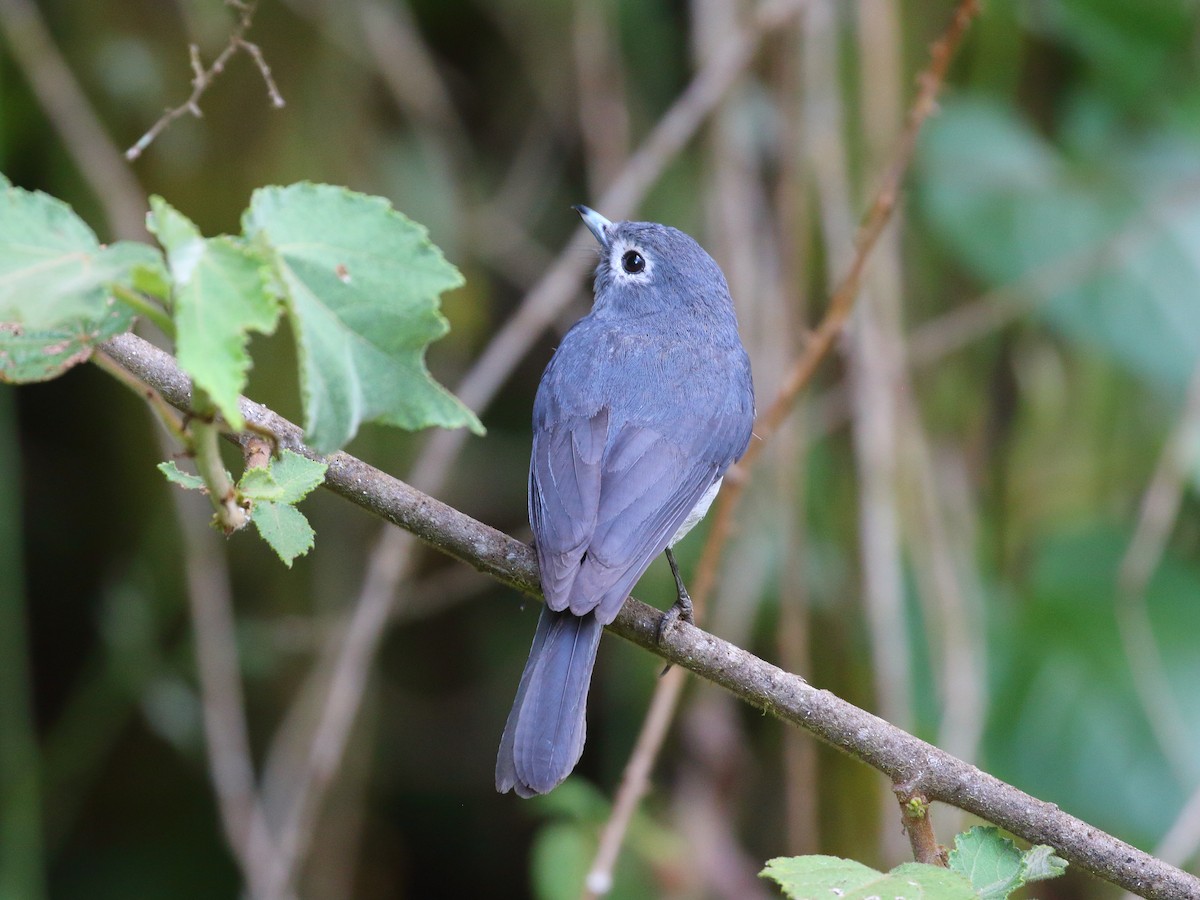 White-eyed Slaty-Flycatcher - ML611897383