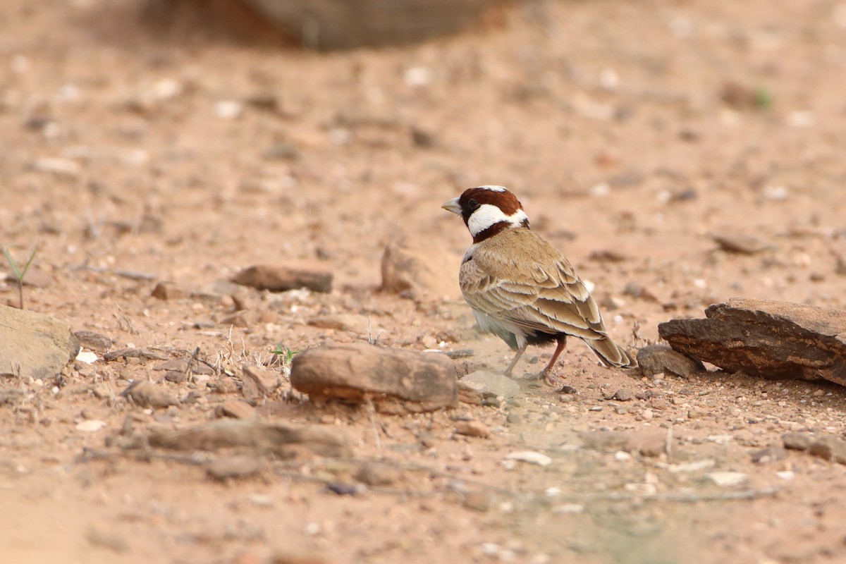 Chestnut-headed Sparrow-Lark - Ohad Sherer