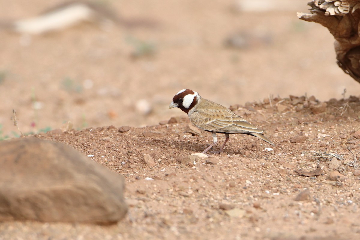 Chestnut-headed Sparrow-Lark - Ohad Sherer