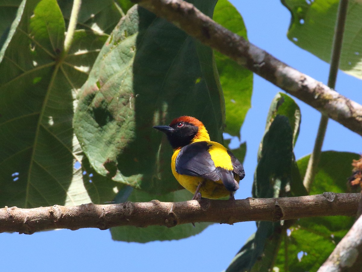 Brown-capped Weaver - ML611897392