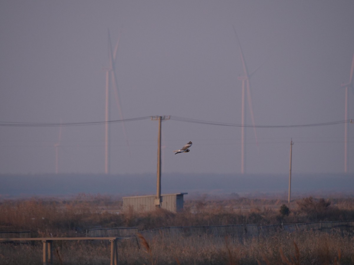 Eastern Marsh Harrier - guangfeng Shao