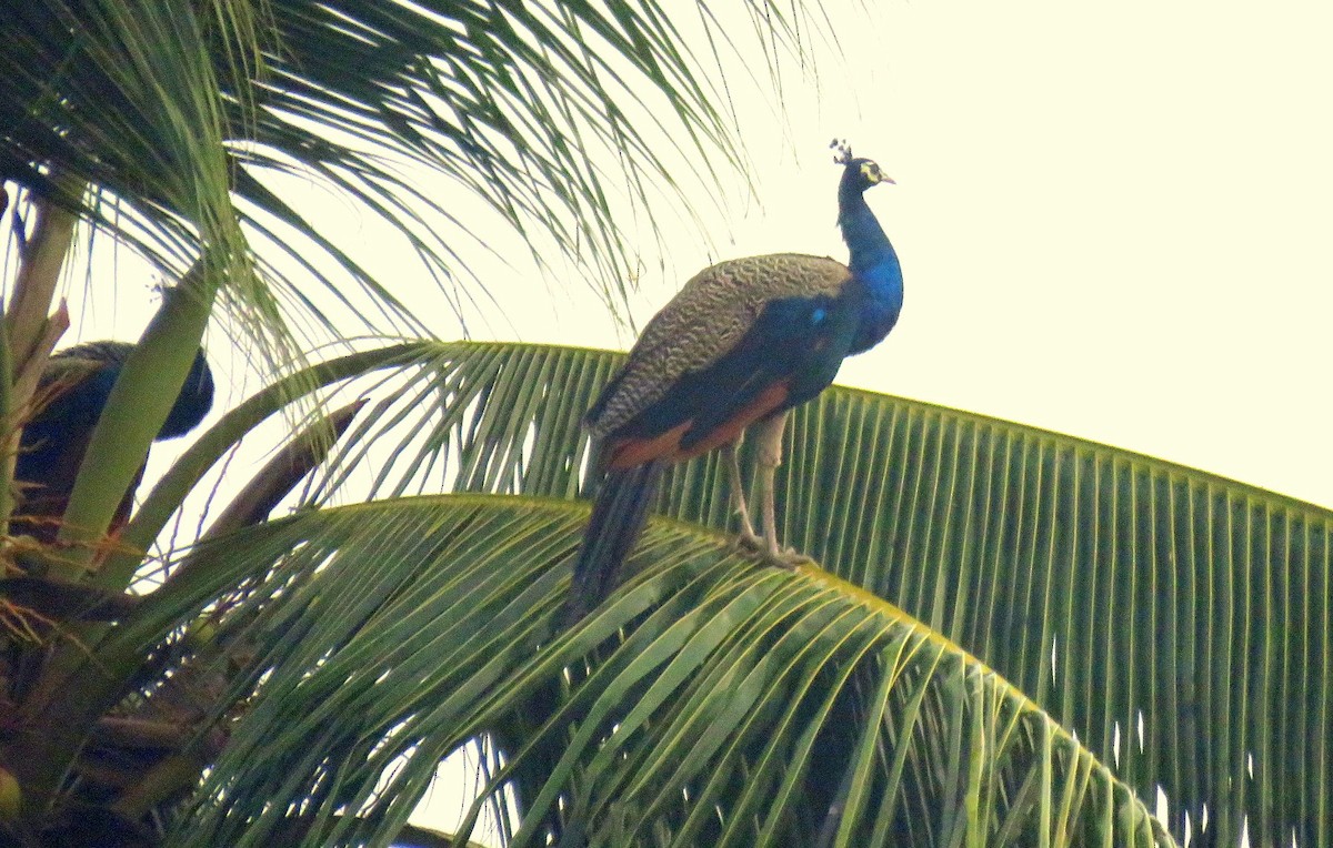 Indian Peafowl - Deepa Mohan