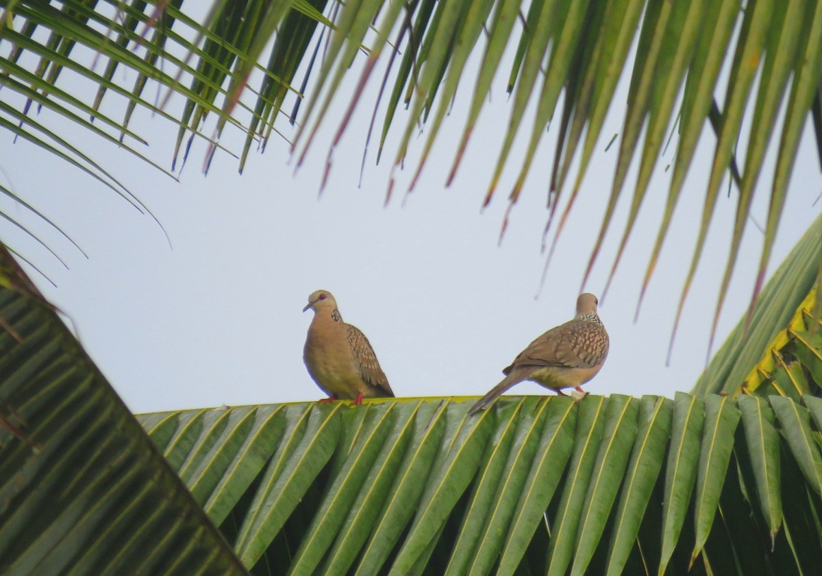 Spotted Dove - ML611897425