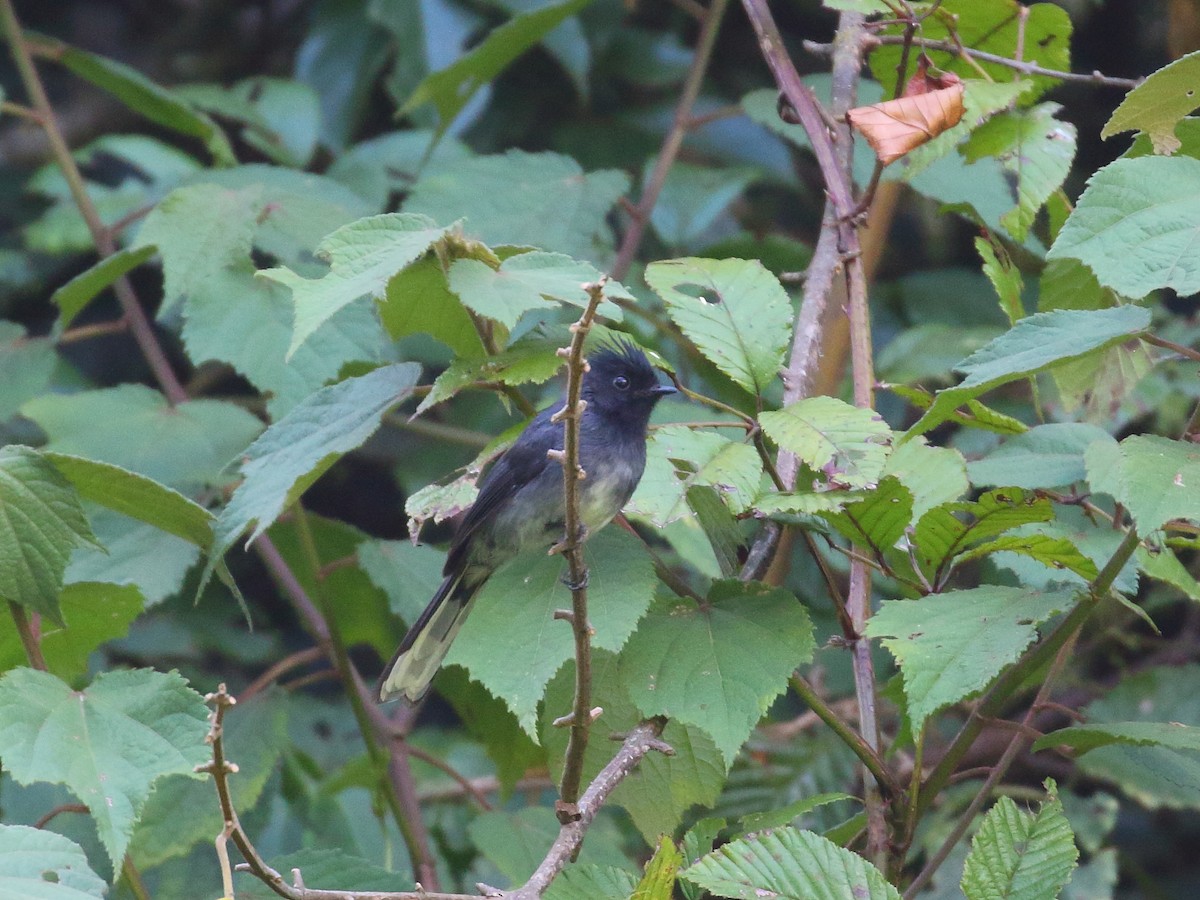 White-tailed Crested Flycatcher - ML611897434