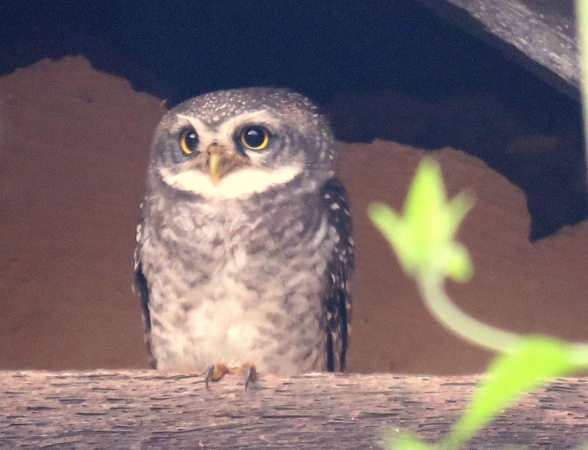 Spotted Owlet - ML611897436