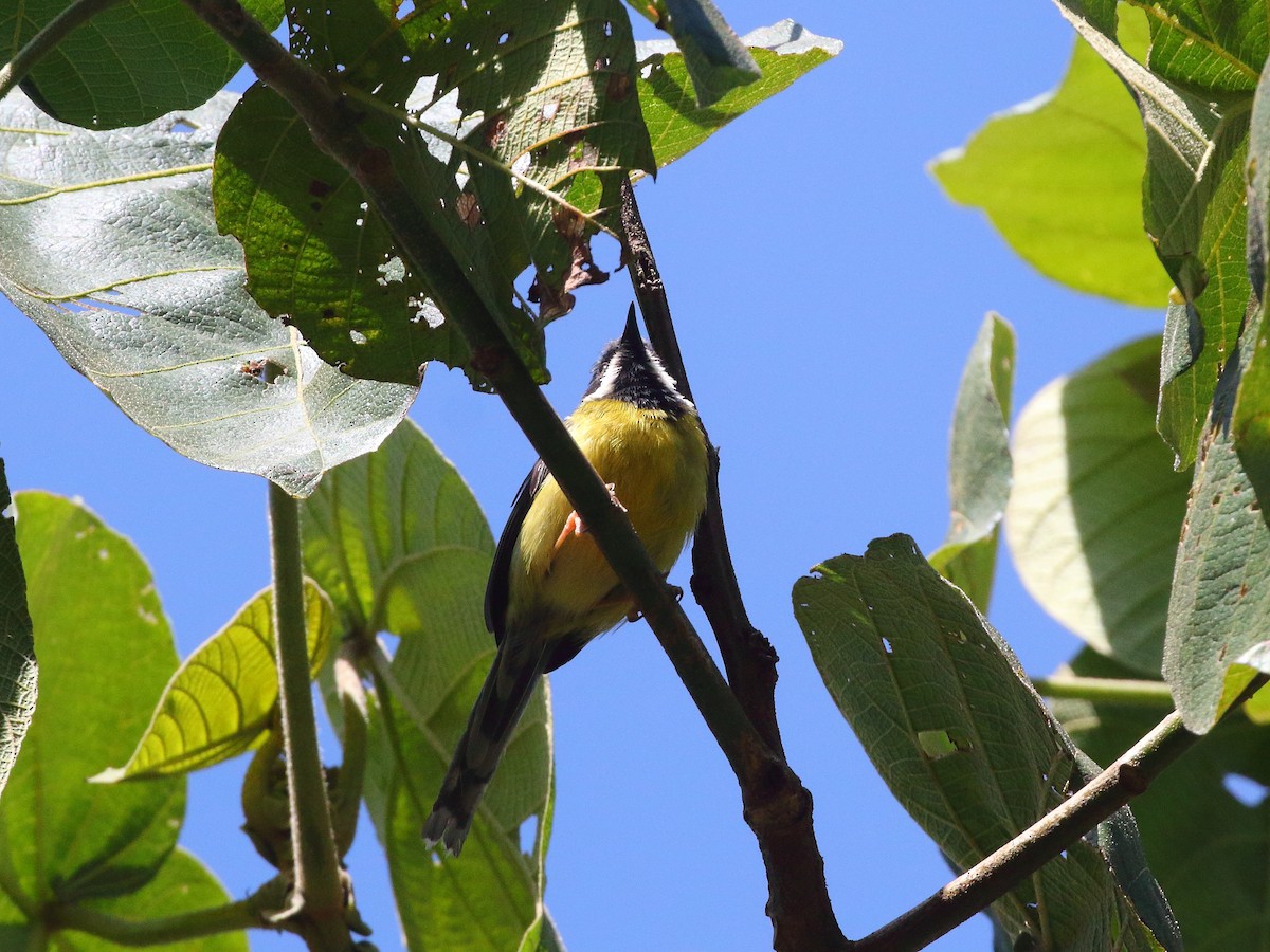 Black-throated Apalis - ML611897438