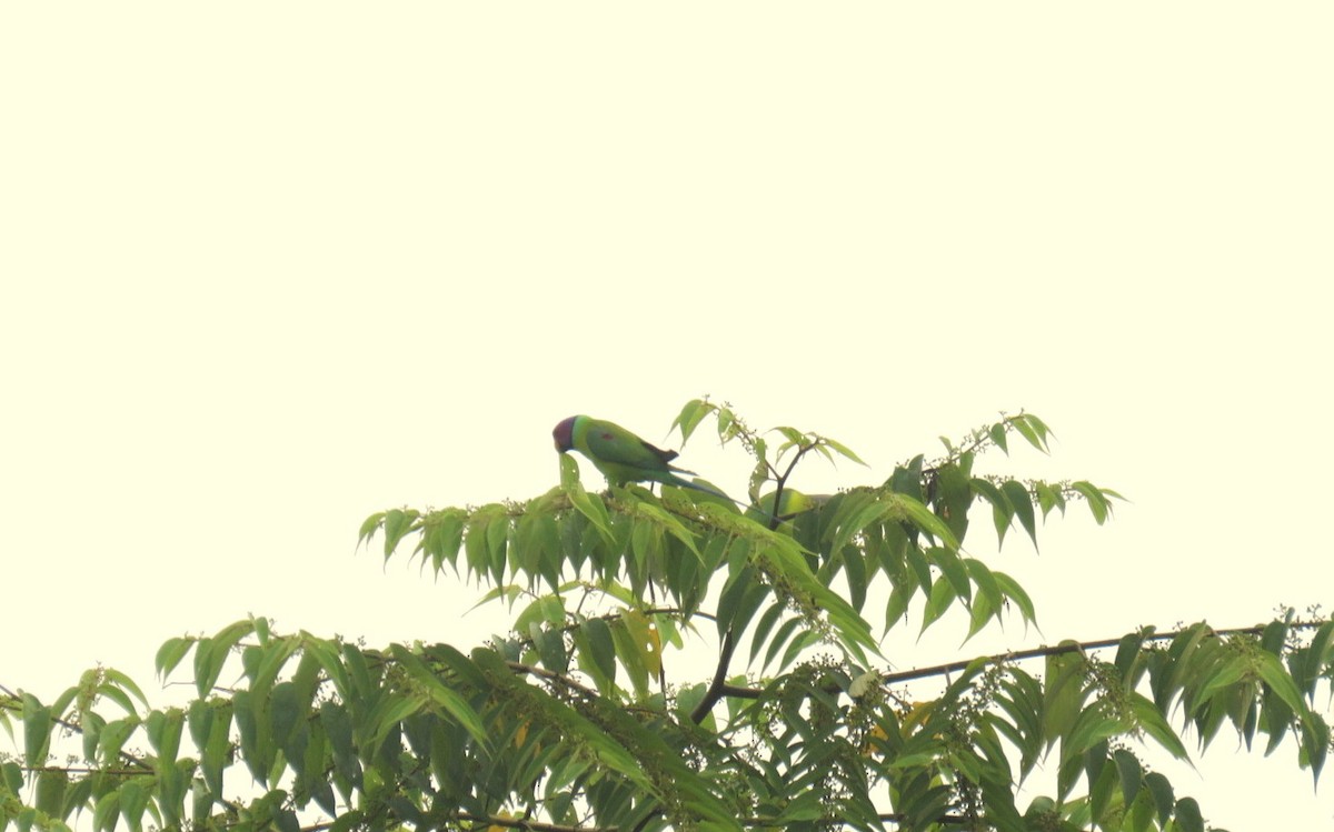 Plum-headed Parakeet - ML611897442
