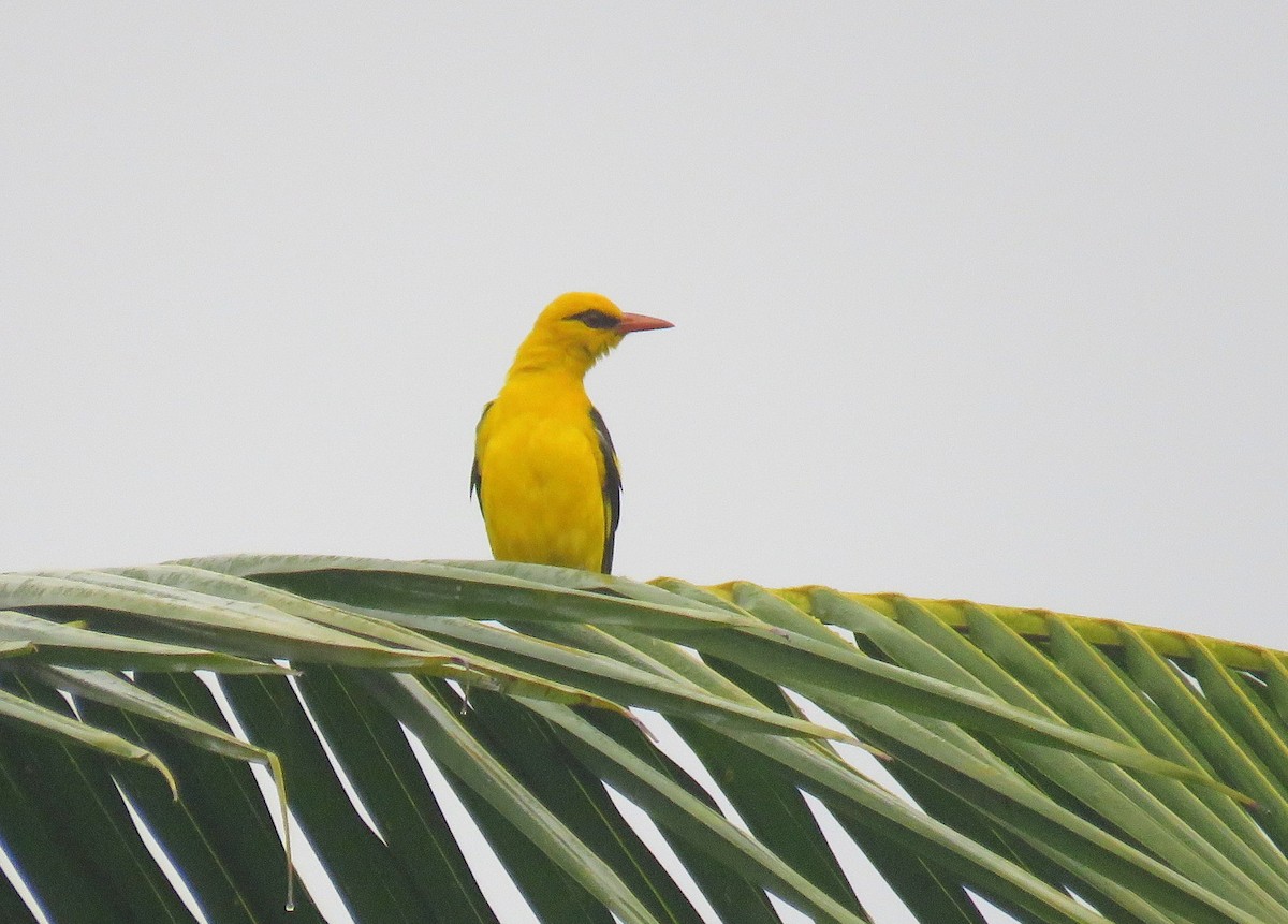Indian Golden Oriole - ML611897446
