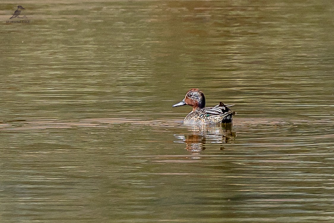 Green-winged Teal - ML611897491