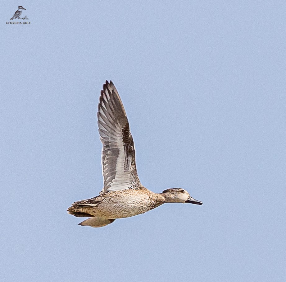 Green-winged Teal - ML611897493