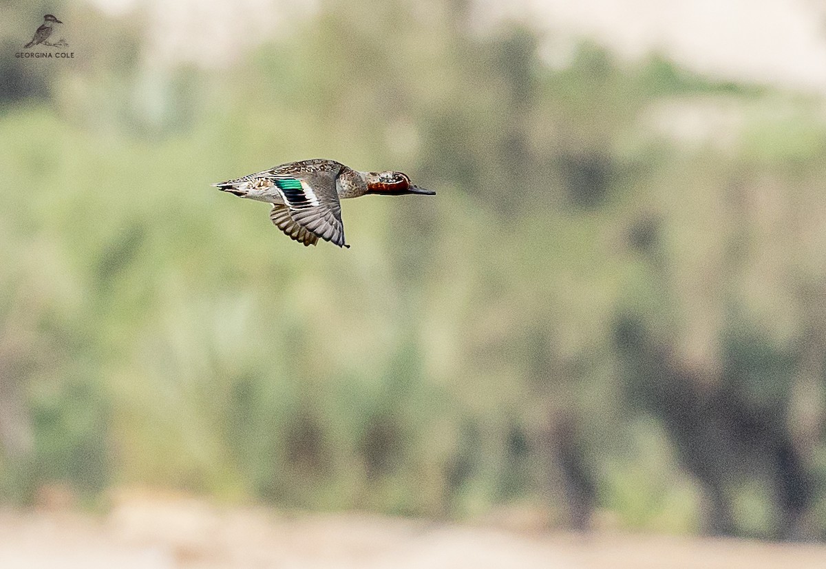 Green-winged Teal - ML611897495