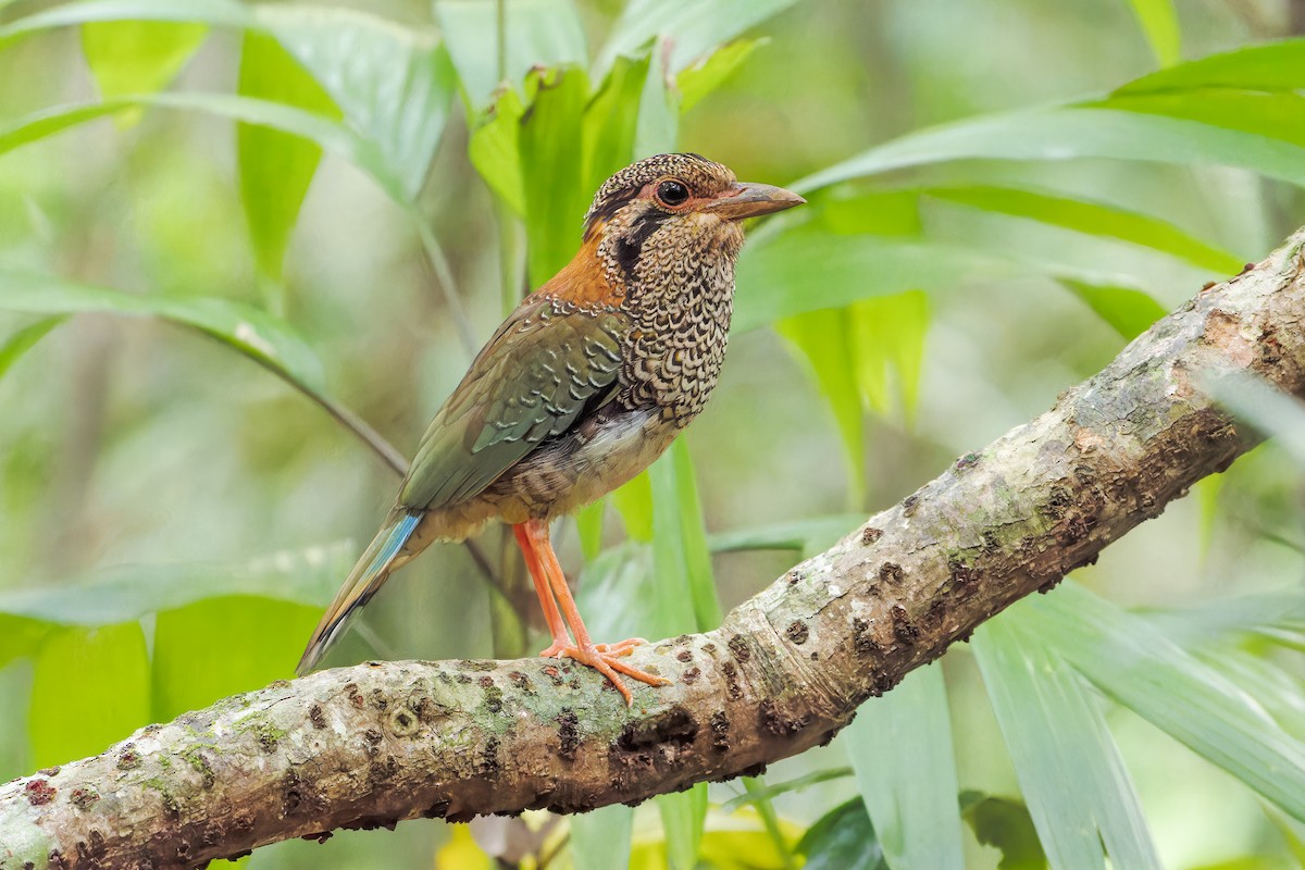 Scaly Ground-Roller - Mario Vigo