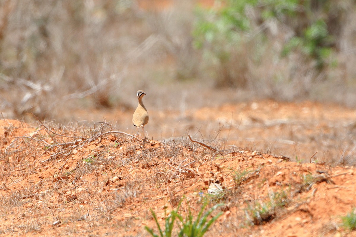 Somali Courser - Ohad Sherer